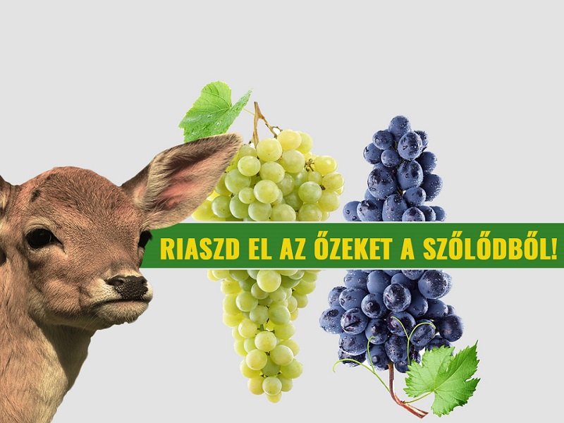 Hogyan helyezd ki vadriasztódat szőlőben?