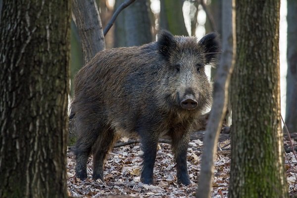 Vajon a vaddisznók örülnek a klímaváltozásnak?