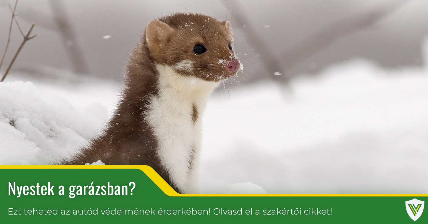 Tehetetlenek vagyunk a nyestekkel szemben?