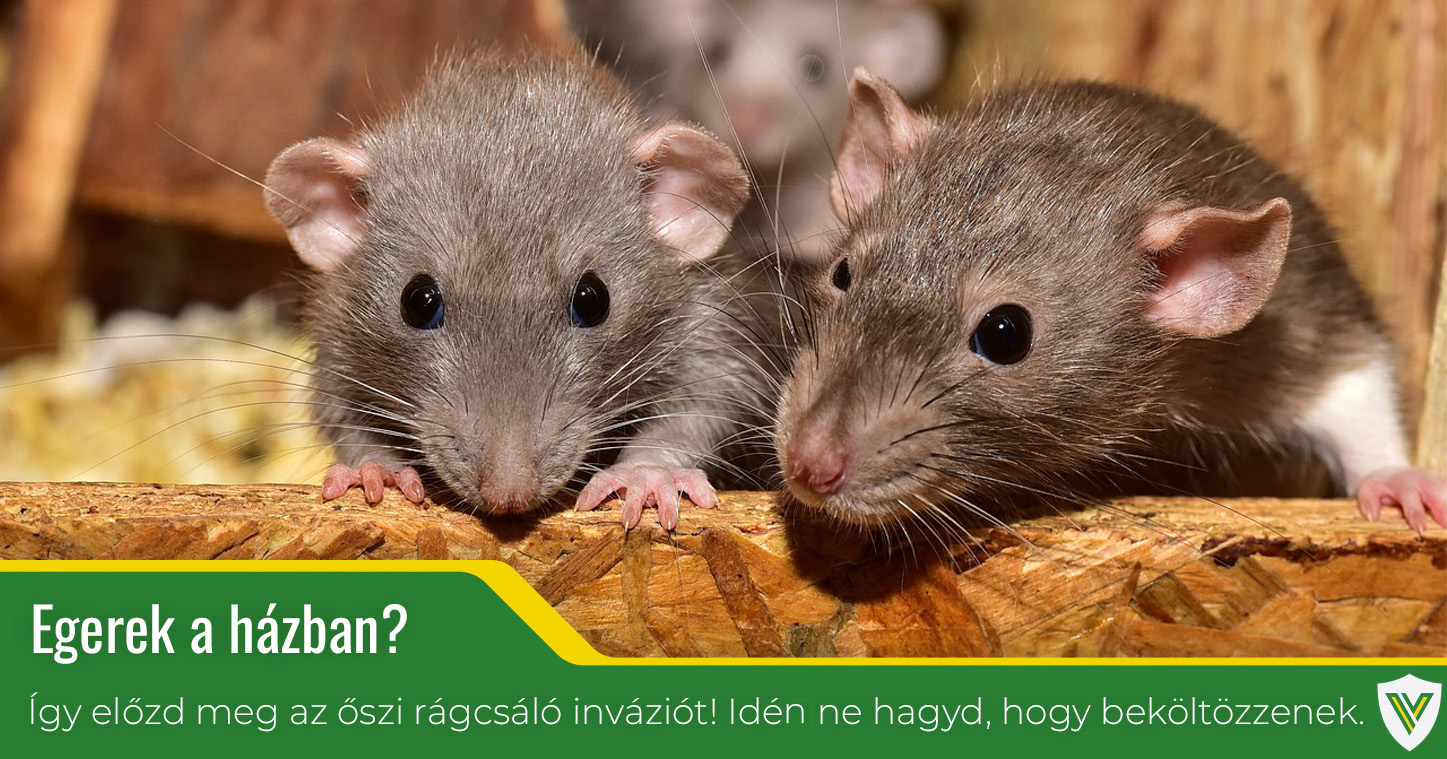 Hogyan előzzük meg az őszi rágcsáló inváziót?